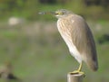 Indian pond heron